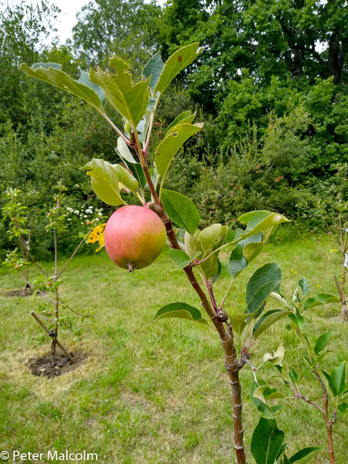 Community Orchard