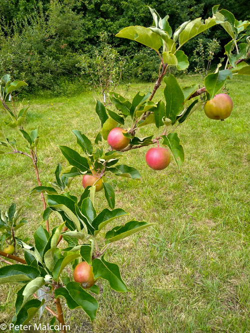 Community Orchard