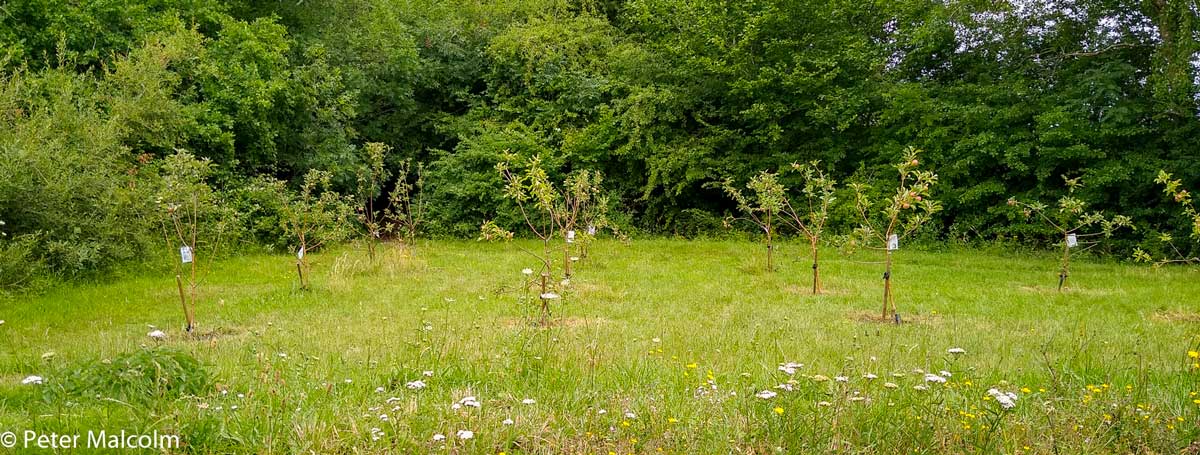 Community Orchard