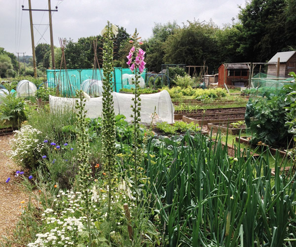 Allotments