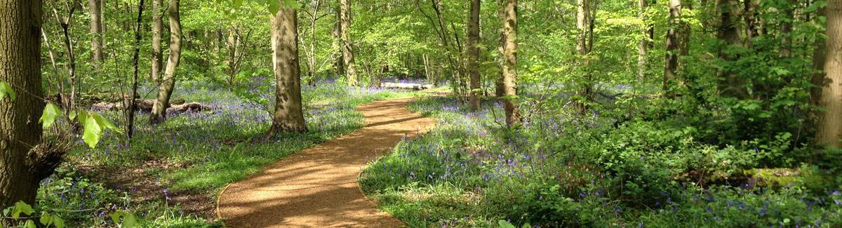 Bluebell footpath